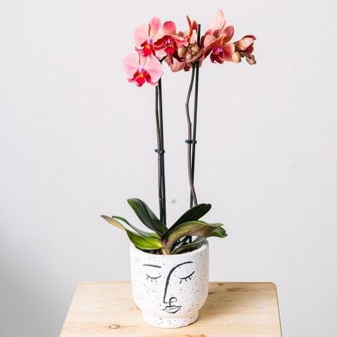 Orchidee Creme Tigree