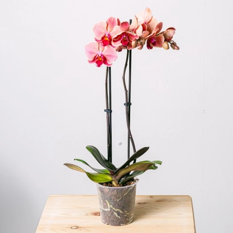 Orchidee Creme Tigree
