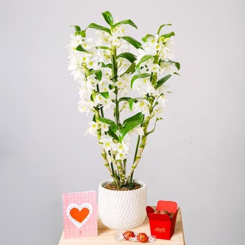 Dendrobium Blanc