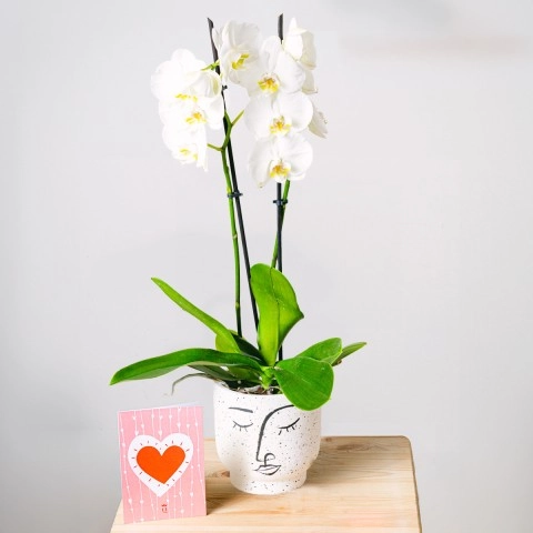 Orchidee Blanche Classique