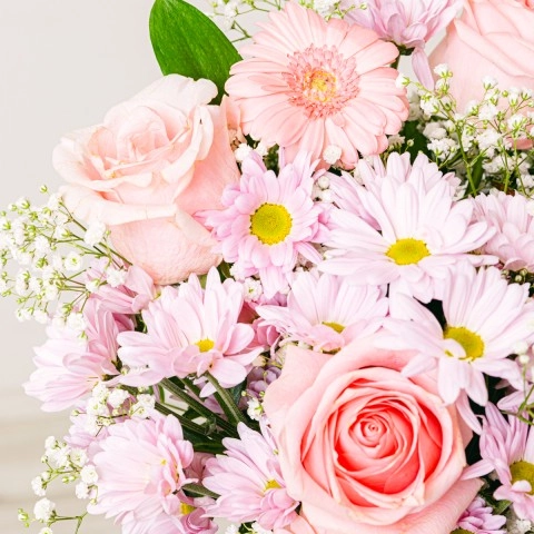 Sourire Rose