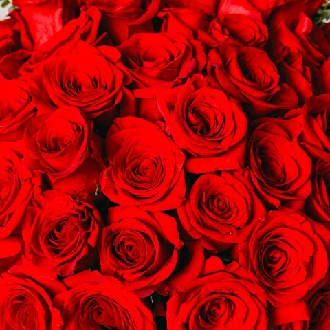 Fragrance Damour