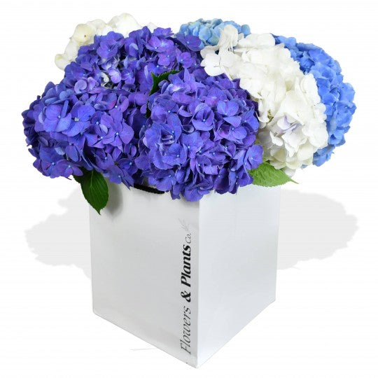 Flowers & Plants Co.